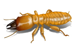 termite2