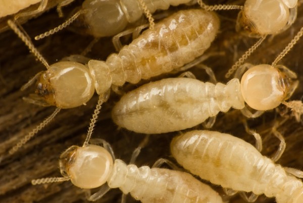 termites