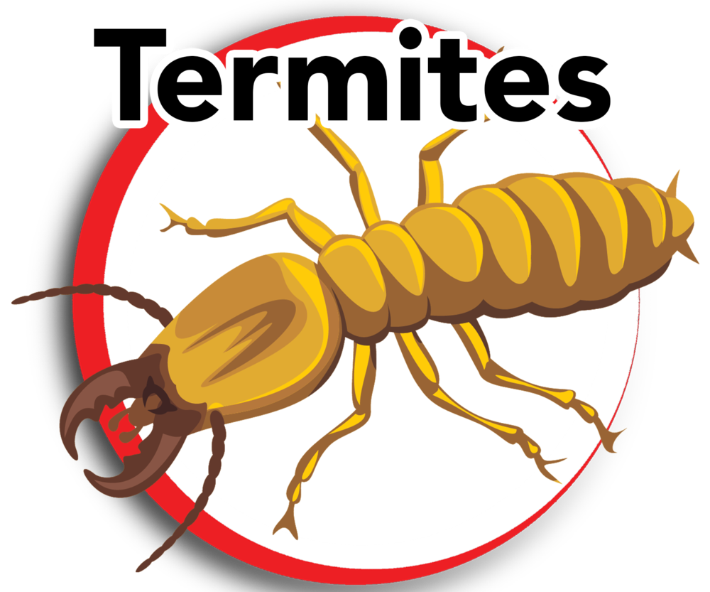 termites