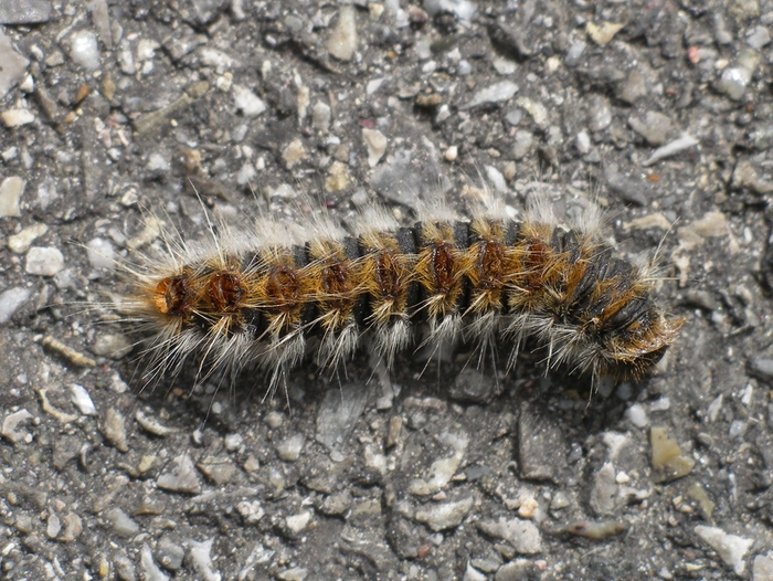 chenille-processionnaire